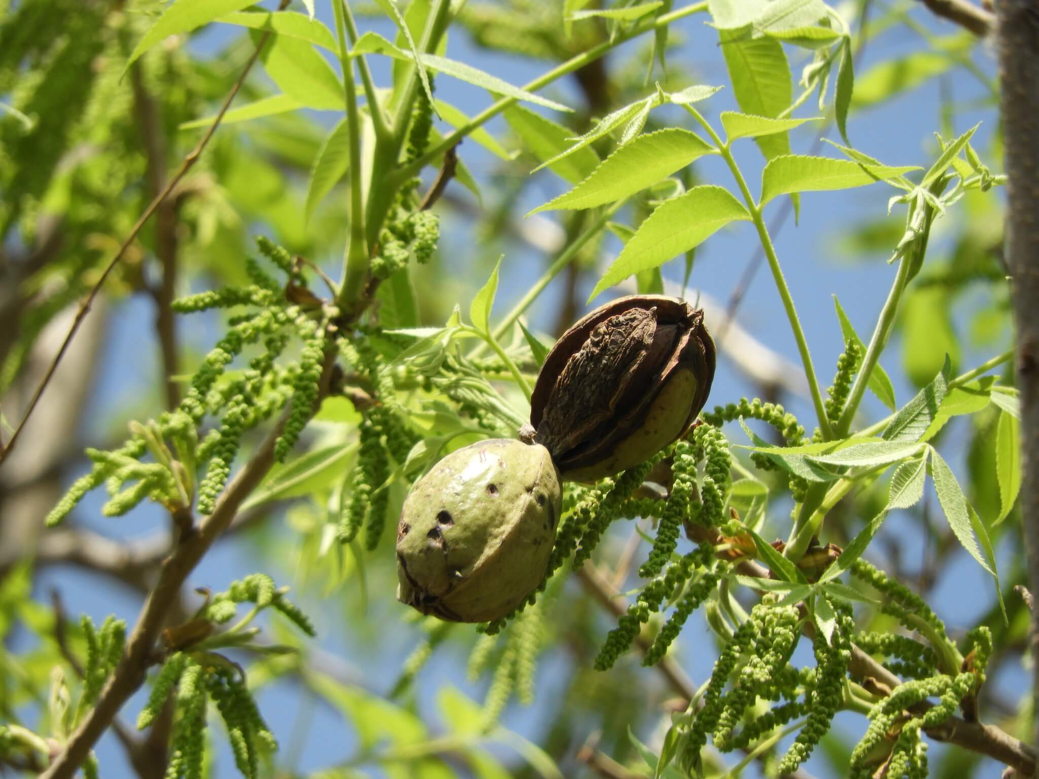 Carya illinoinensis
